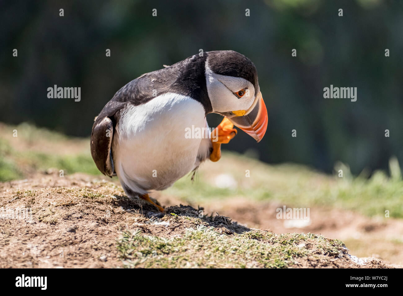 Macareux moine, Fratercula arctica, sur l'île de Skomer, Pembrokeshire, Pays de Galles Banque D'Images