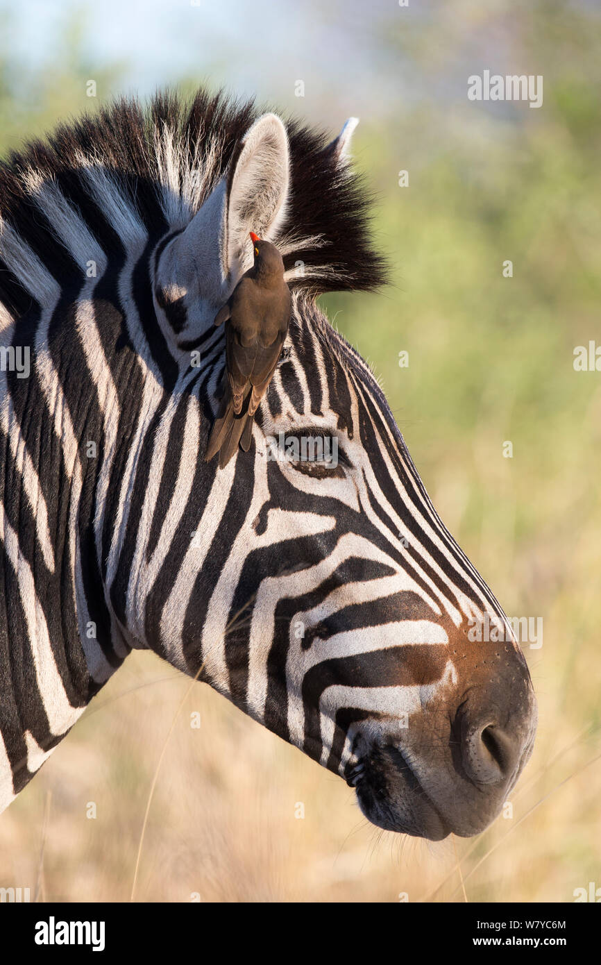 Zèbre des plaines (Equus burchelli) avec redbilled oxpecker (Buphagus erythrorhynchus), Kruger National Park, Afrique du Sud. Banque D'Images