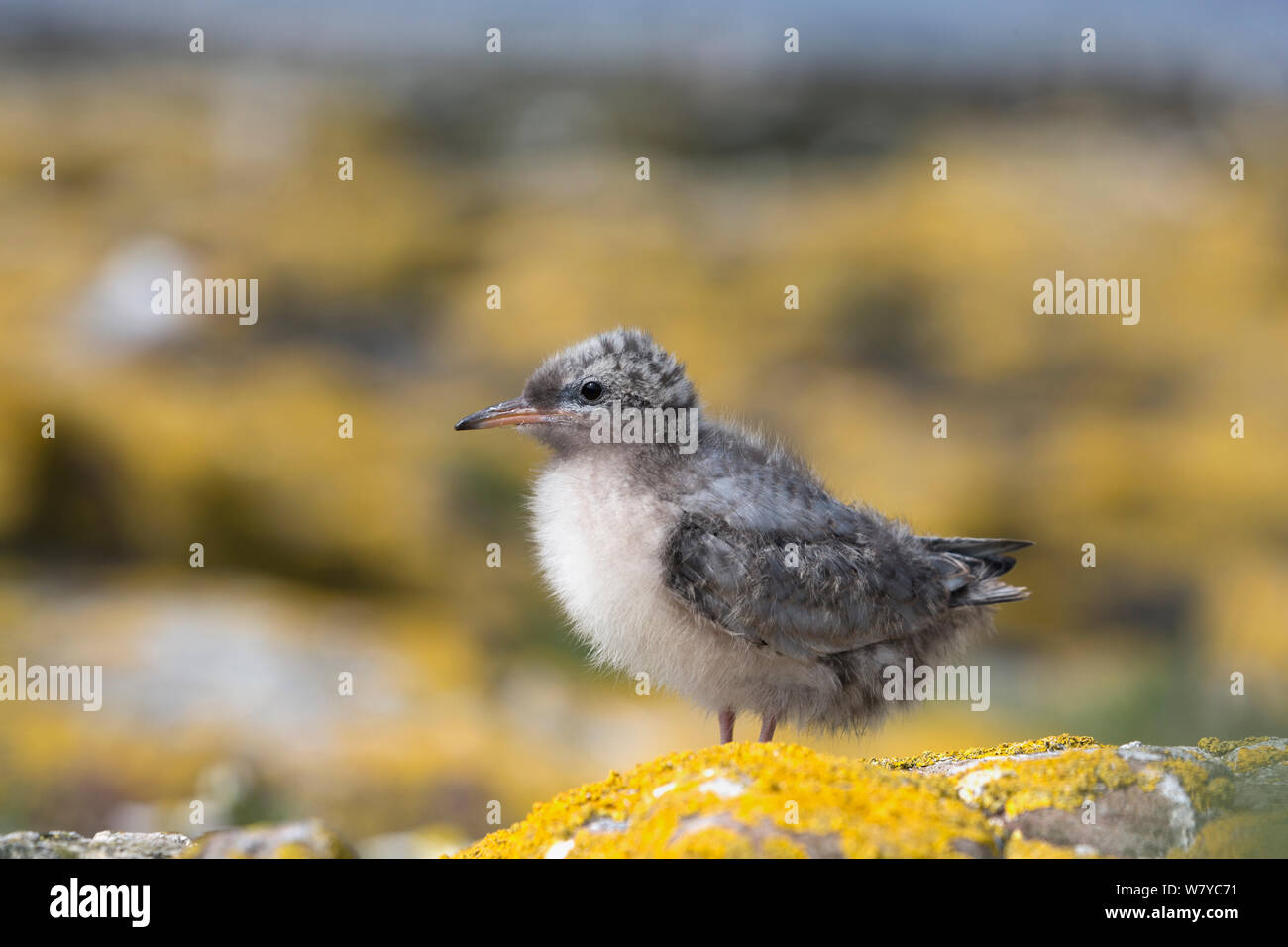 Sterne arctique (Sterna paradisaea), Iles Farne, Northumberland coast, UK, juillet. Banque D'Images