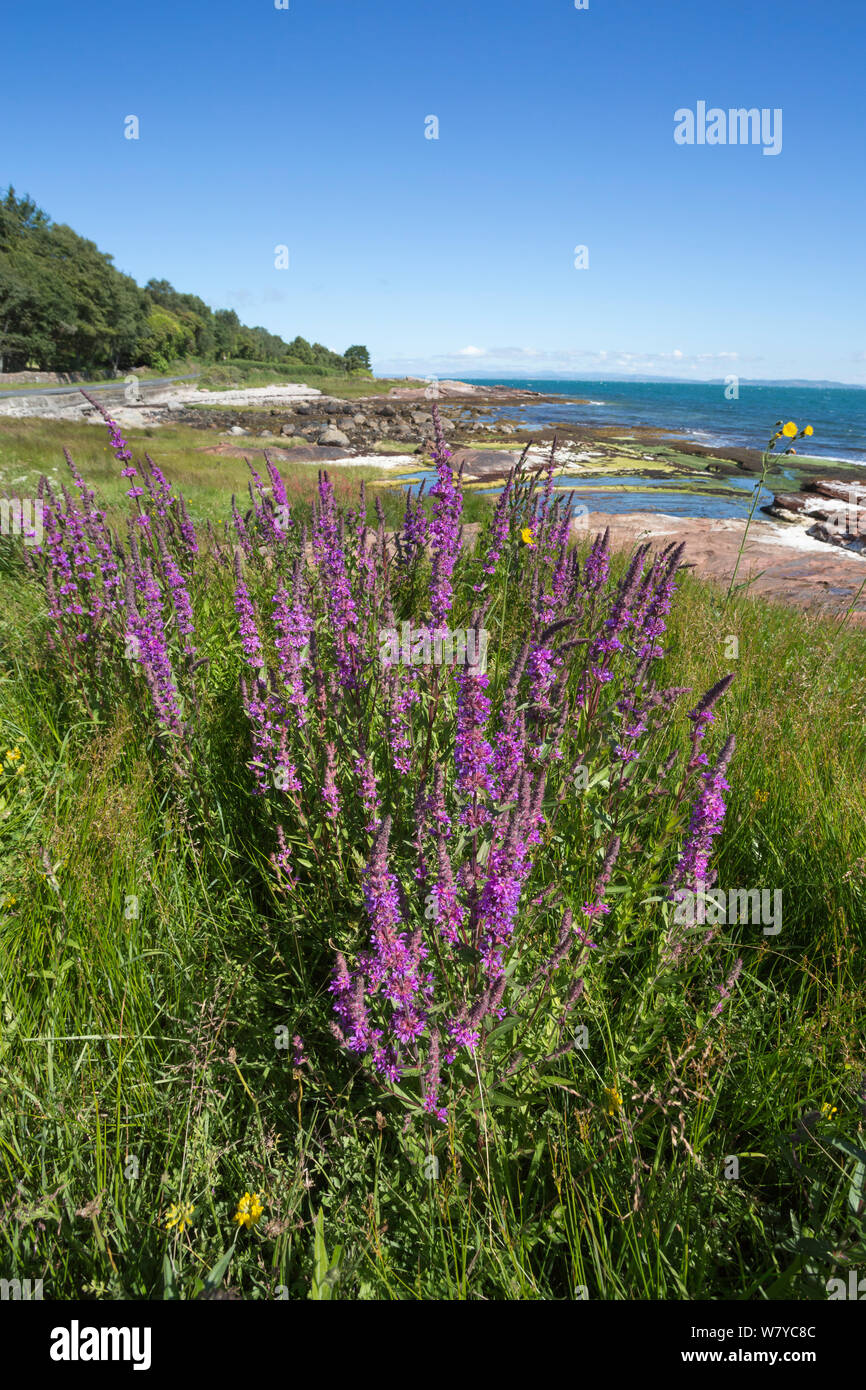 La Salicaire (Lythrum salicaria) croissant par coast, Arran, Ecosse, juillet. Banque D'Images