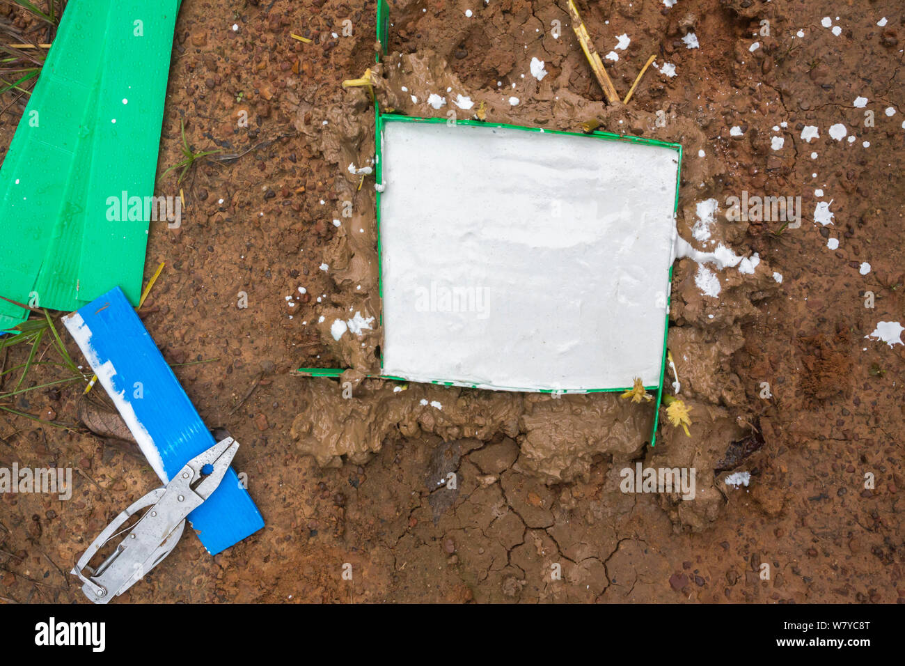Faire un moulage d'une empreinte de patte de tigre d'Indochine (Panthera tigris corbetti), Thap Lan National Park, Thaïlande, août. Banque D'Images