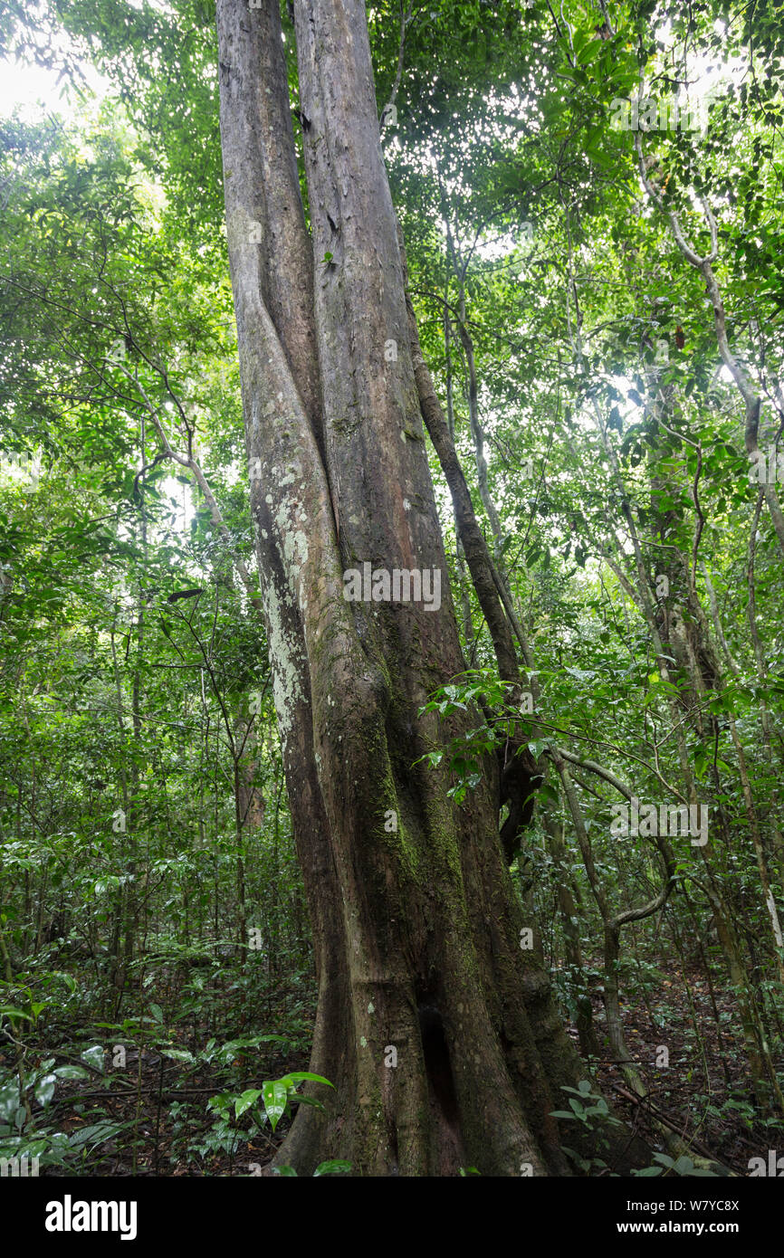 Siam rosewood Dalbergia cochinchinensis (arbre), le parc national Khao Yai, Complexe forestier de Dong Phayayen-Khao Yai, Thaïlande, de l'est août. Banque D'Images