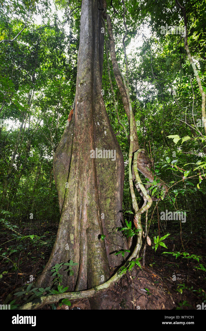 Siam rosewood Dalbergia cochinchinensis (arbre), le parc national Khao Yai, Complexe forestier de Dong Phayayen-Khao Yai, Thaïlande, de l'est août. Banque D'Images