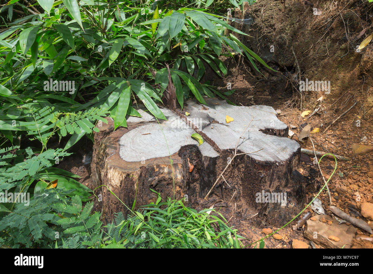 Moignon de Siam rosewood Dalbergia cochinchinensis (arbre) abattus par des braconniers, Thap Lan National Park, Complexe forestier de Dong Phayayen-Khao Yai, Thaïlande, de l'est août. Banque D'Images