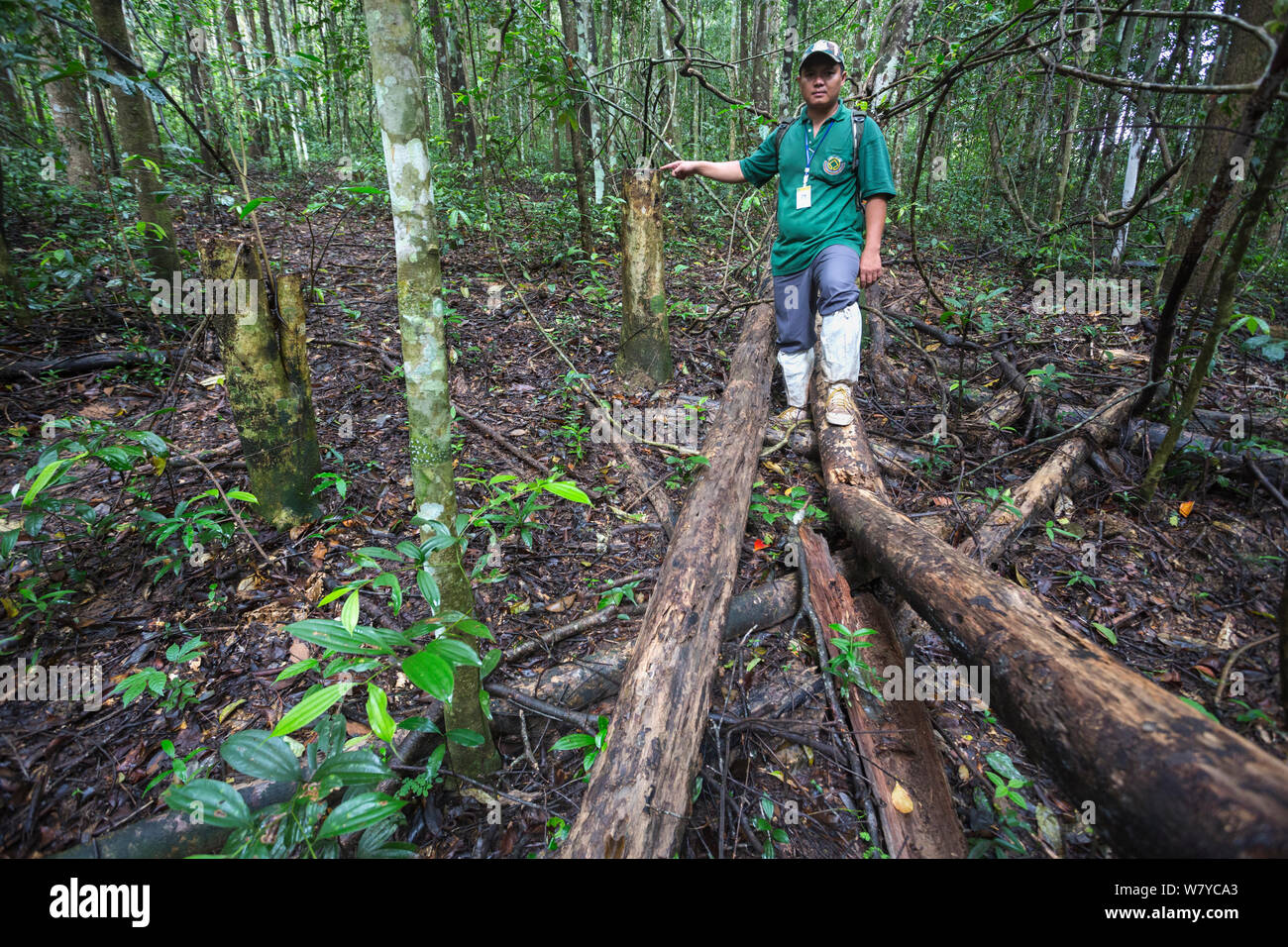 Rangers Khao Yai Pongsak Siripan montrant des arbres abattus illégalement (Aquilaria crassna), le parc national Khao Yai, Complexe forestier de Dong Phayayen-Khao Yai, l'est de la Thaïlande, août, 2014. Banque D'Images