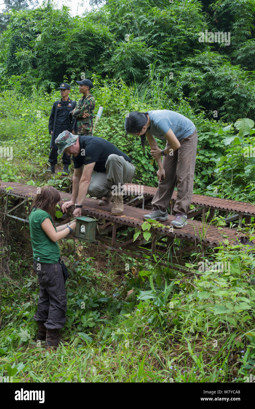 La mise en place de pièges, appareil photo Fondation Freeland complexe forestier de Dong Phayayen-Khao Yai, l'est de la Thaïlande, août, 2014. Banque D'Images