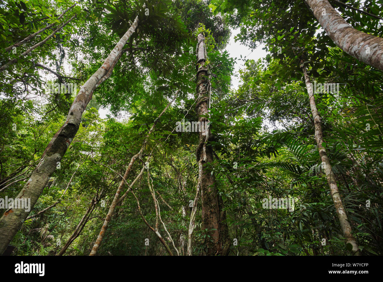 Couvert forestier, Pang Sida National Park, Complexe forestier de Dong Phayayen-Khao Yai, Thaïlande, de l'est août. Banque D'Images