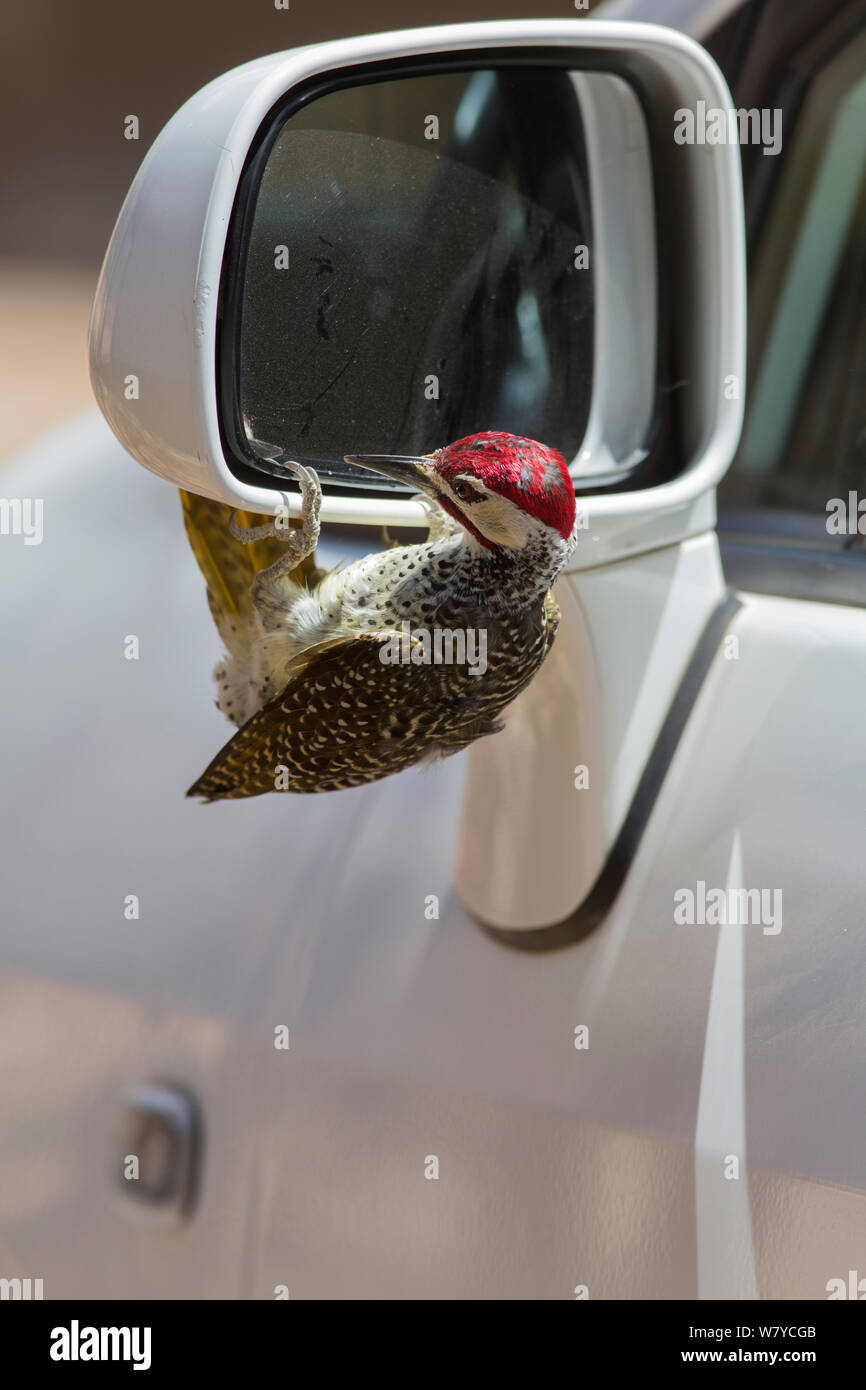 Bennett&# 39;s pic (Campethera bennettii) s'attaquant à son reflet dans le rétroviseur de voiture, Kruger National Park, Afrique du Sud. Banque D'Images