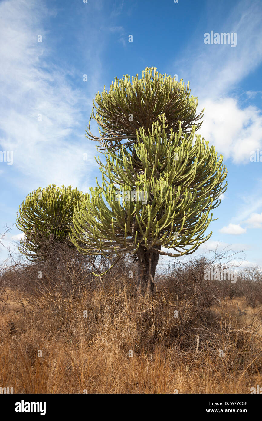 Euphorbe (Euphorbia confinalis Lebombo), Kruger National Park, Afrique du Sud. Les espèces vulnérables. Banque D'Images