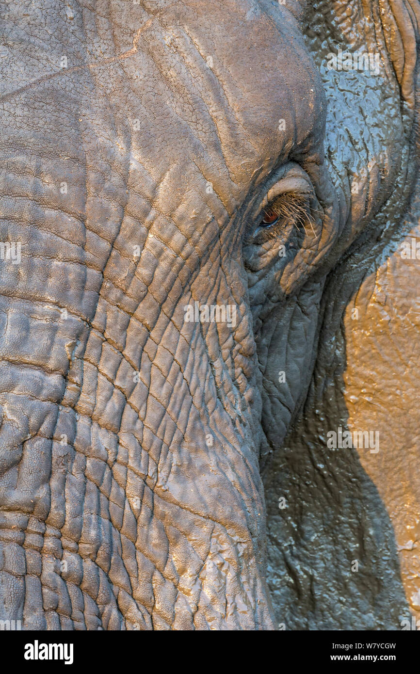 L'éléphant africain (Loxodonta africana) close up of face, Kruger National Park, Afrique du Sud. Banque D'Images