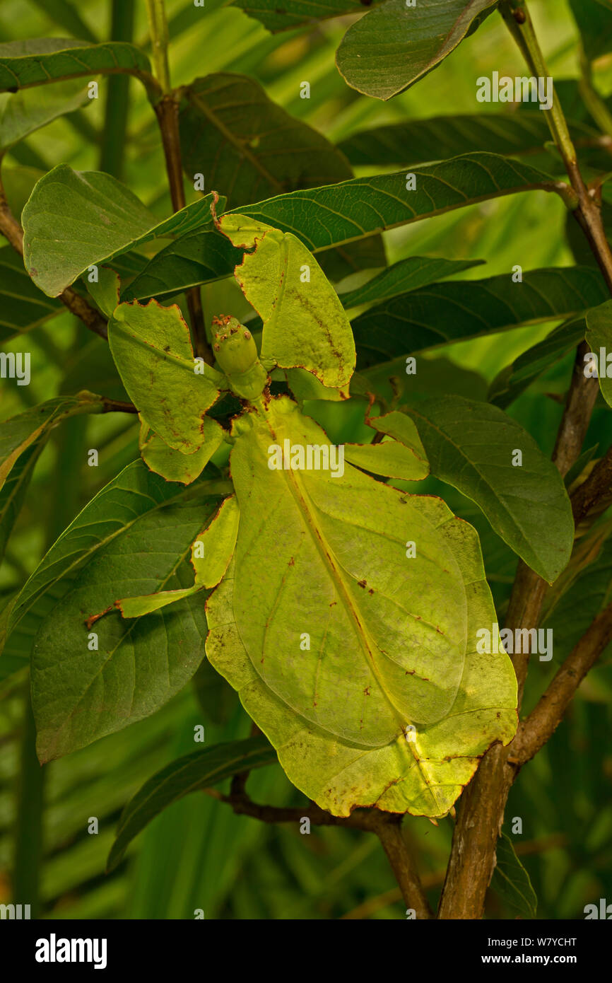 Les insectes des feuilles géantes (Phyllium giganteum) captive, se produit en Asie du sud-est. Banque D'Images