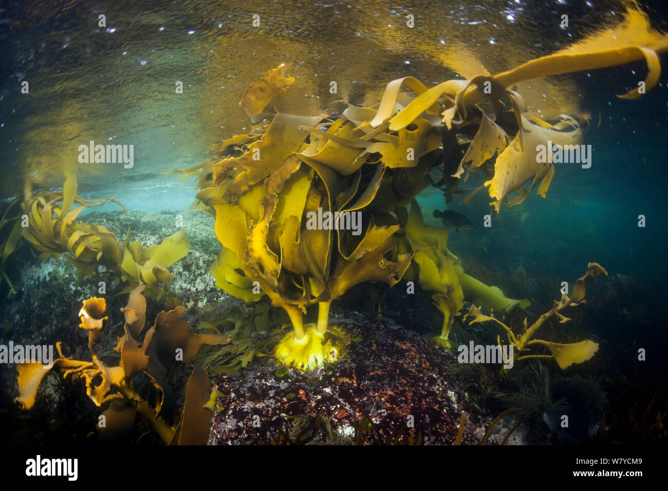 Bull kelp (Durvillaea antarctica) dans son sombre, Parc National de Fiordland, Nouvelle-Zélande. Avril 2014. Banque D'Images