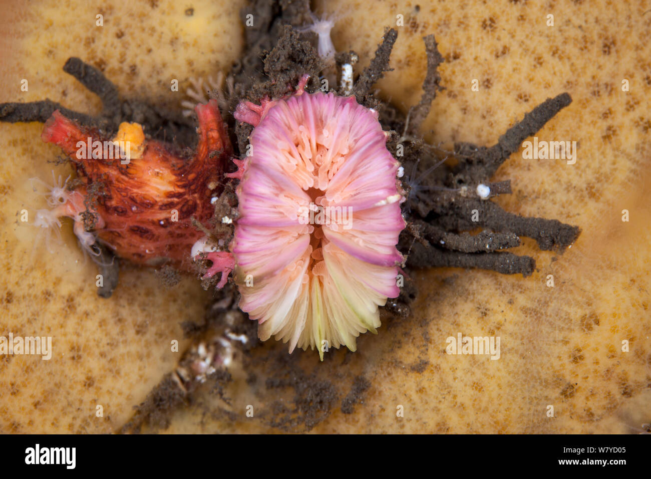 Un corail solitaire (Caryophyllia profunda) dans son douteux, Parc National de Fiordland, Nouvelle-Zélande. Banque D'Images