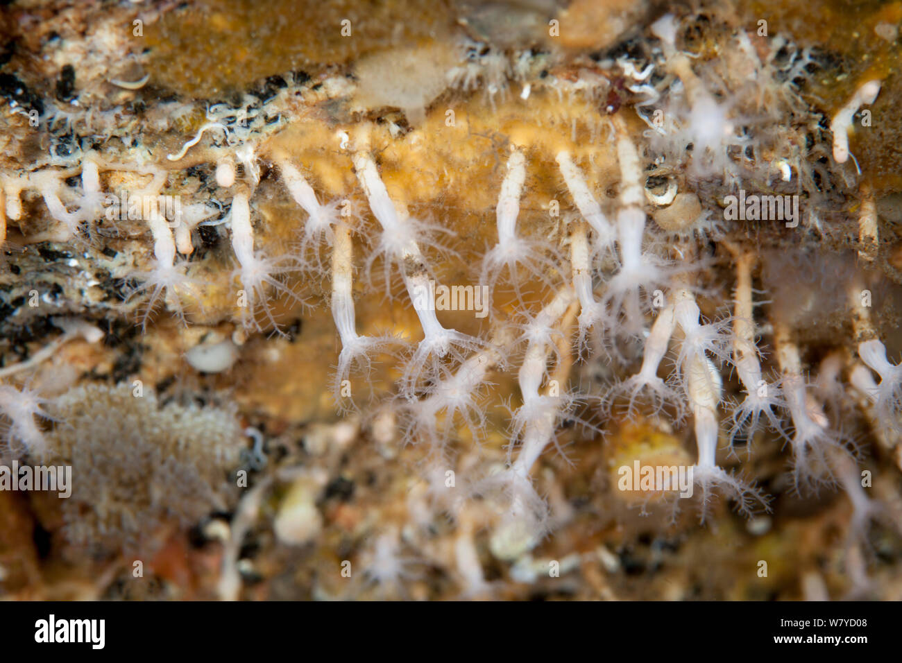 Creeping soft coral (Clavularia novaezelandiae) polypes dans Doubtful Sound, Parc National de Fiordland, Nouvelle-Zélande. Banque D'Images