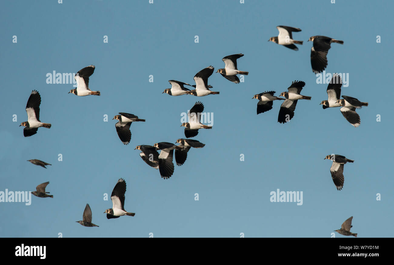 Troupeau de vanneaux du Nord (Vanellus vanellus) avec quatre Étourneaux sansonnets (Sturnus vulgaris) en vol. Étang Cresswell, Northumberland, Angleterre. Novembre. Banque D'Images