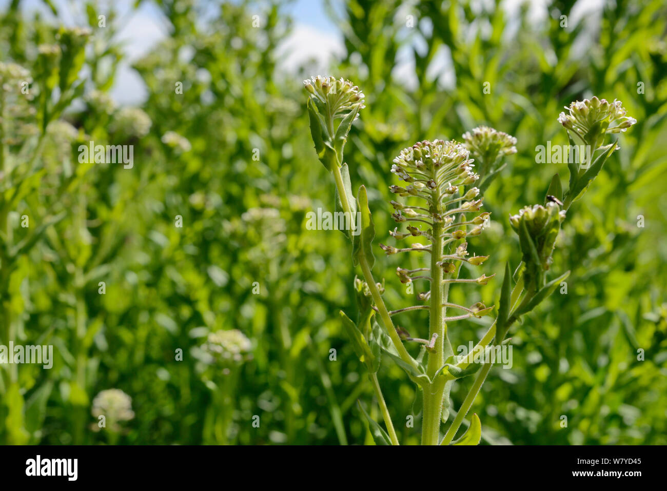Le cresson alénois (Lepidium draba / Cardaria draba) une espèce du sud de l'Europe long naturialised au Royaume-Uni, la floraison sur la masse des déchets urbains, Salisbury, Royaume-Uni, avril. Banque D'Images