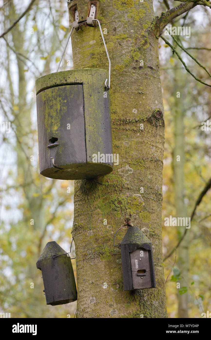 Trois chauves-souris, accrochée à un arbre, Rutland Water Nature Reserve, Rutland, UK, novembre. Banque D'Images