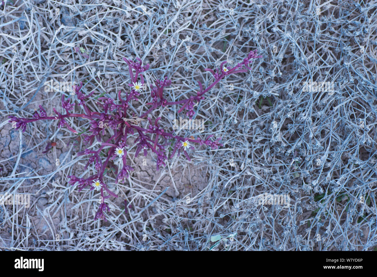 Usine à glace (Mesembryanthemum nodiflorum) Fuerteventura, Îles Canaries. Banque D'Images