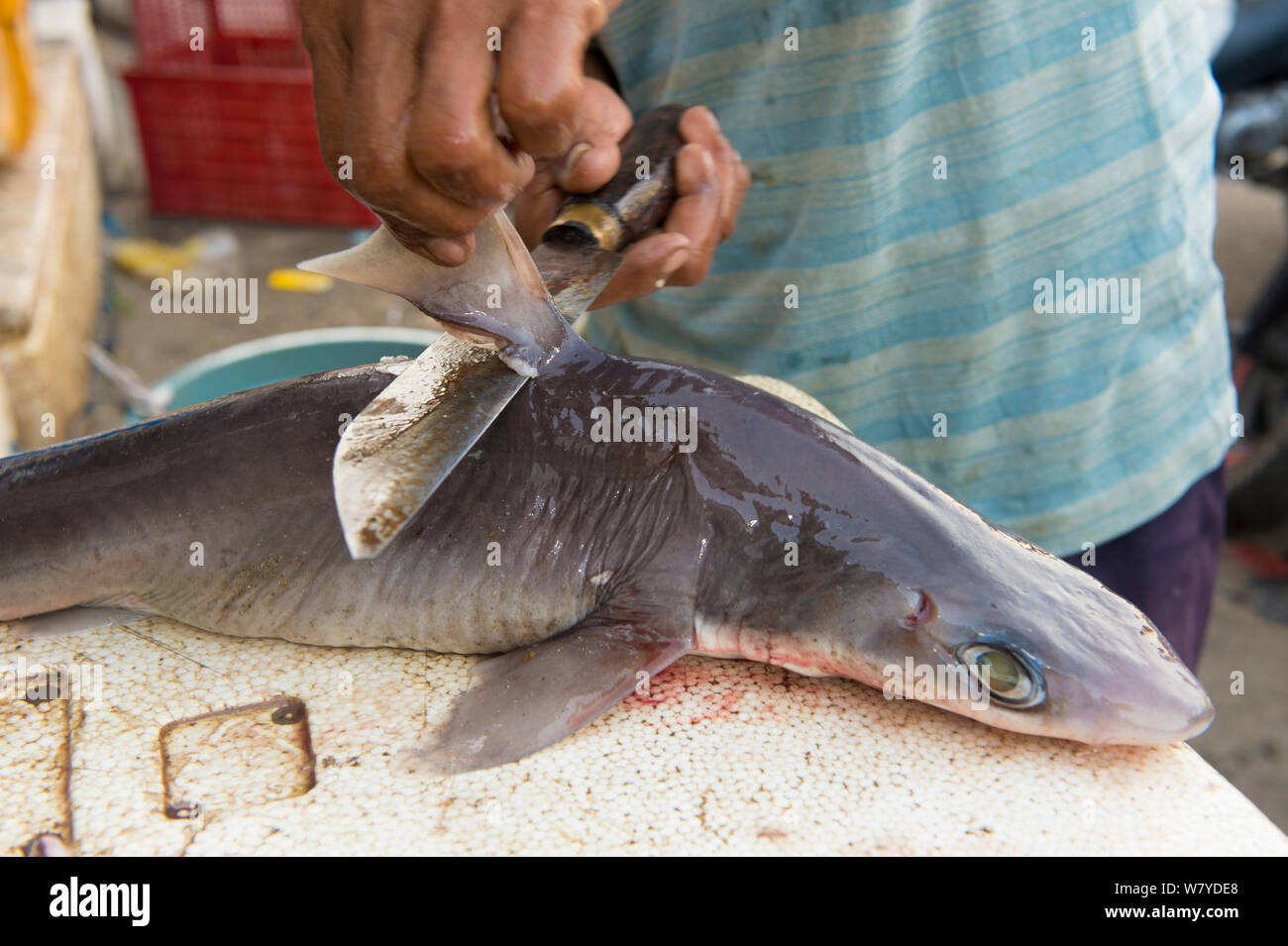 L'homme dépose de la nageoire dorsale (requin Squalus sp) dans le marché  aux poissons, Bali, Indonésie, août 2014 Photo Stock - Alamy