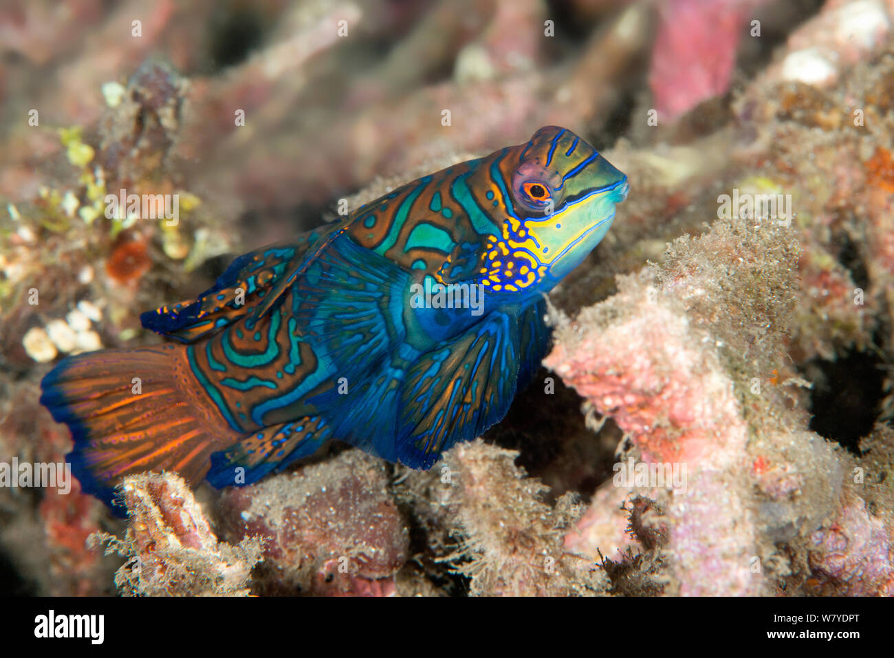 Mandarin dragonet (Synchiropus splendidus) parmi les débris coralliens, Détroit de Lembeh, au nord de Sulawesi, Indonésie. Banque D'Images