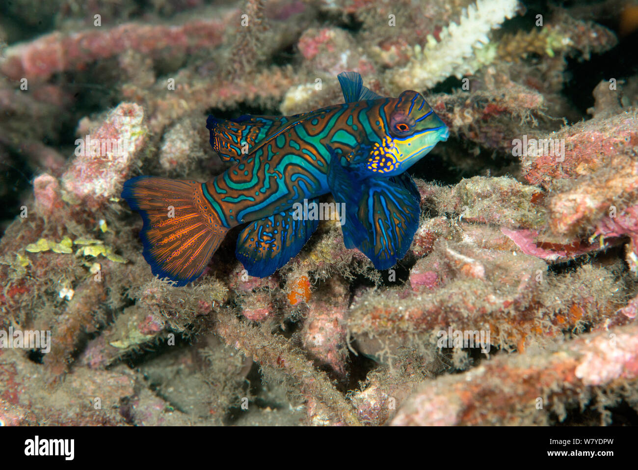 Mandarin dragonet (Synchiropus splendidus) parmi les débris coralliens, Détroit de Lembeh, au nord de Sulawesi, Indonésie. Banque D'Images