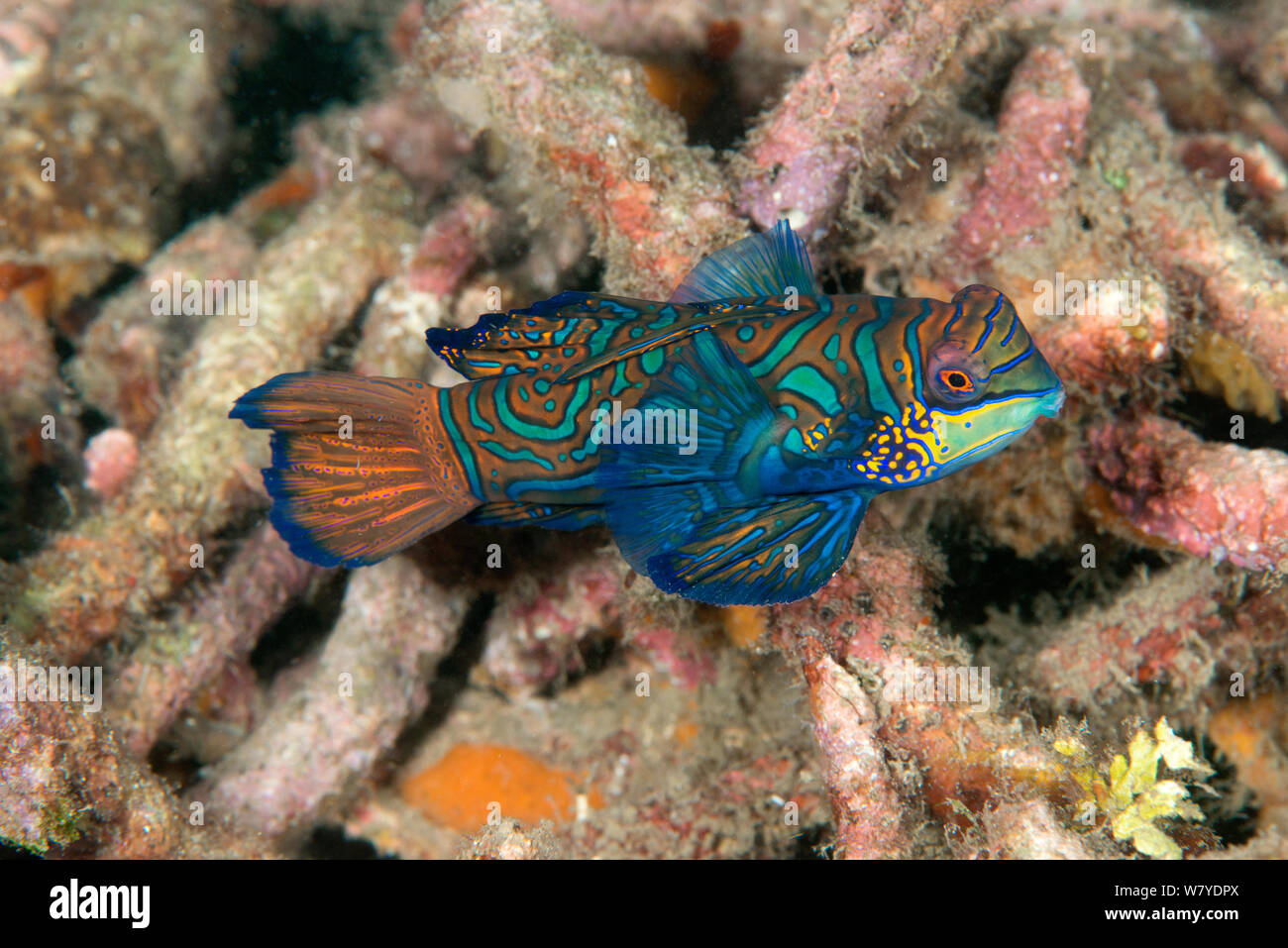 Mandarin dragonet (Synchiropus splendidus) parmi les débris coralliens, Détroit de Lembeh, au nord de Sulawesi, Indonésie. Banque D'Images
