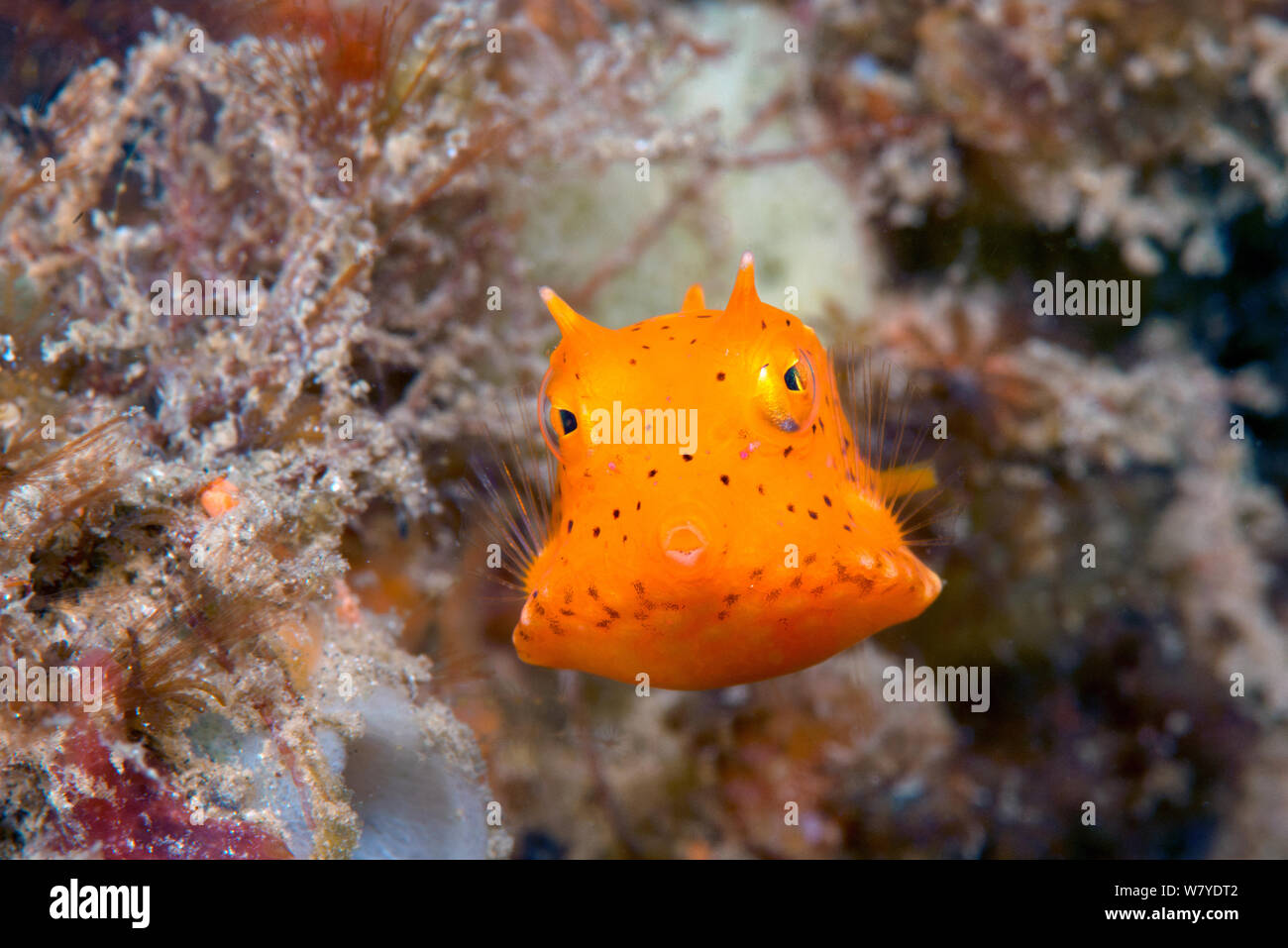 Longhorn juvénile (cowfish Lactoria cornuta) Détroit de Lembeh, au nord de Sulawesi, Indonésie. Banque D'Images