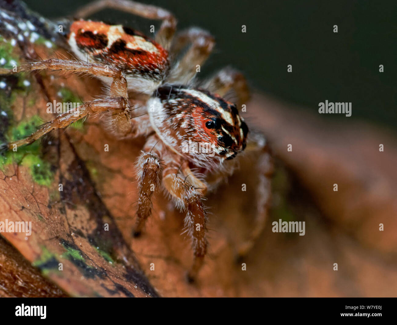 Frigga thomisidae (des), macro de l'araignée sur une feuille d'un jardin tropical, montre les yeux d'araignée en détail Banque D'Images
