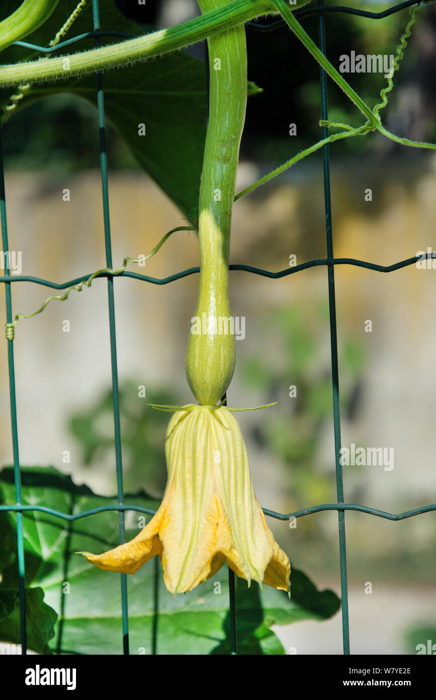 Trompette de citrouille Banque D'Images