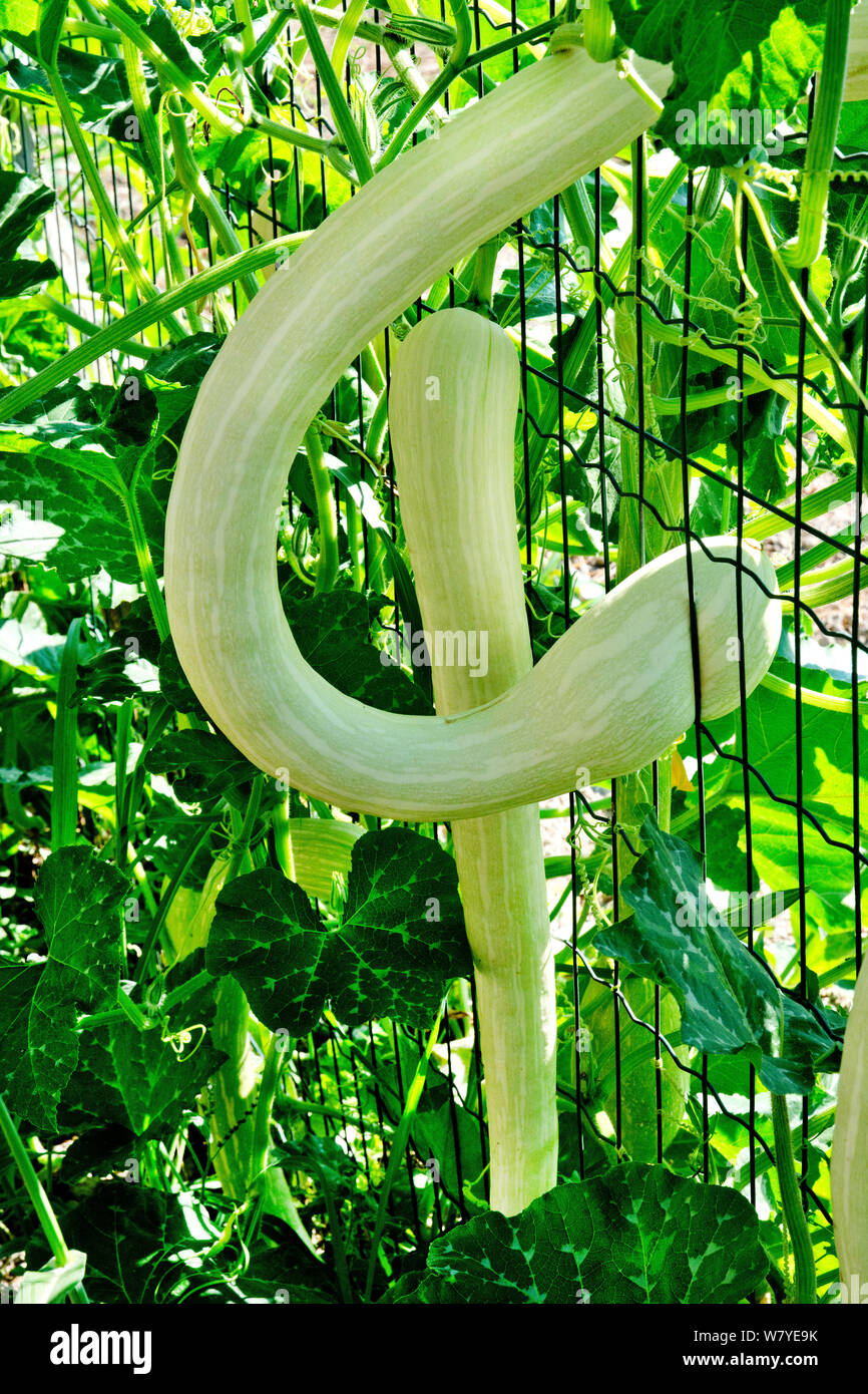 Trompette de citrouille Banque D'Images