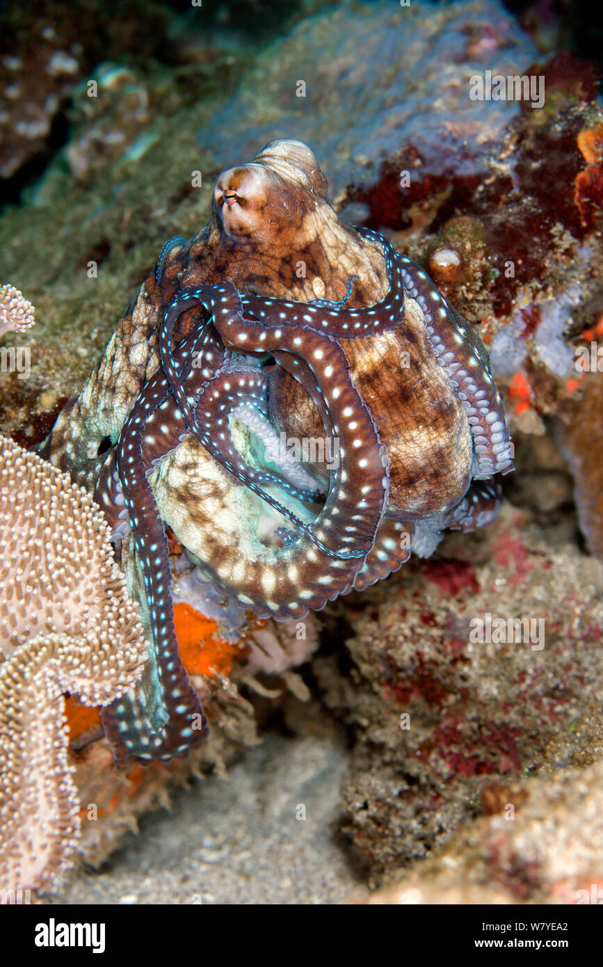 Jour octopus Octopus cyanea (toilettage) lui-même, le Détroit de Lembeh, au nord de Sulawesi, Indonésie. Banque D'Images