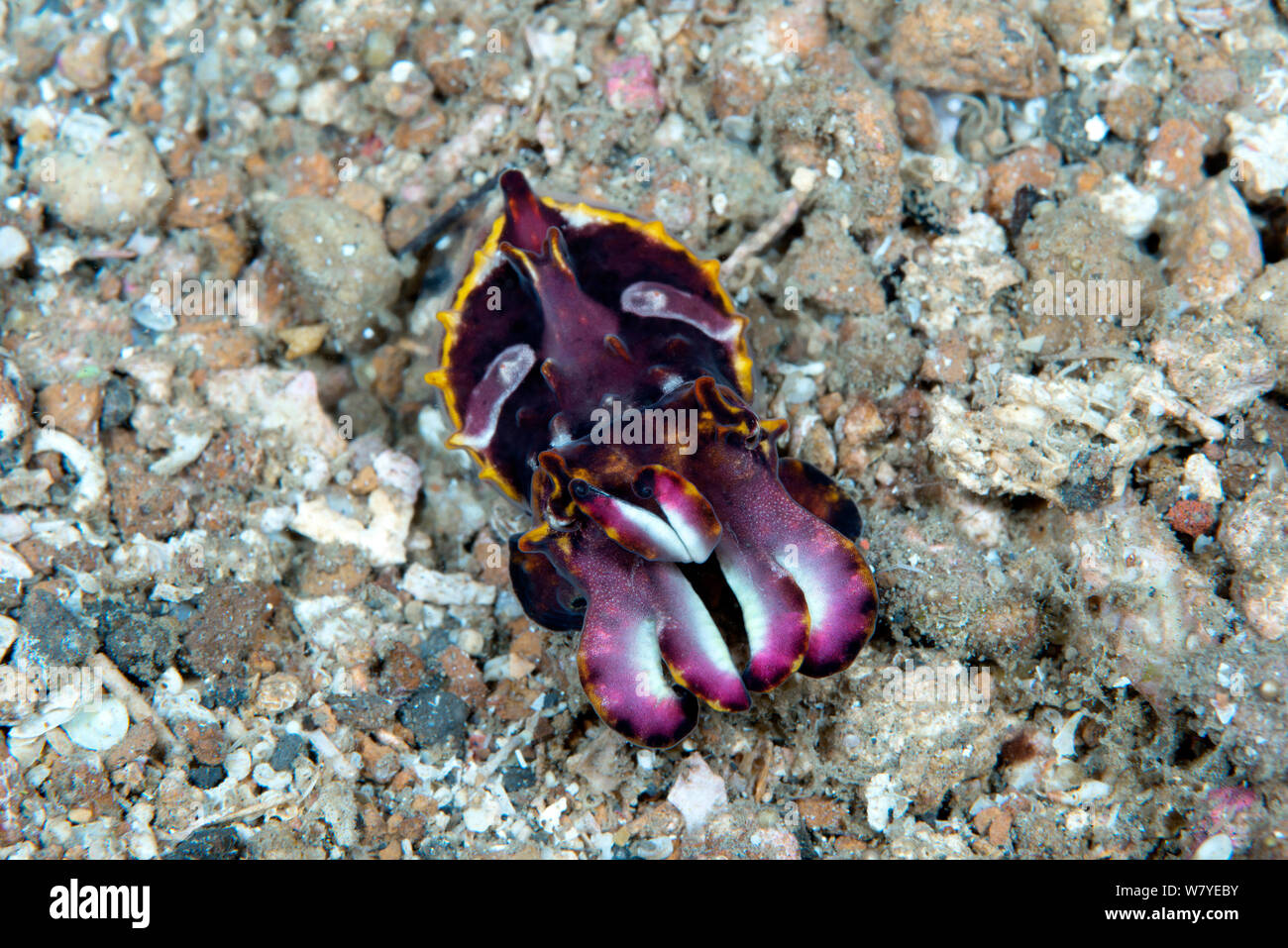 La seiche flamboyante (Metasepia pfefferi) marcher sur la mer, avec aposematic coloration. Cette espèce a un petit os peut donc seulement flotter pour de courtes périodes de temps, donc marche sur la mer.. Détroit de Lembeh, au nord de Sulawesi, Indonésie. Banque D'Images