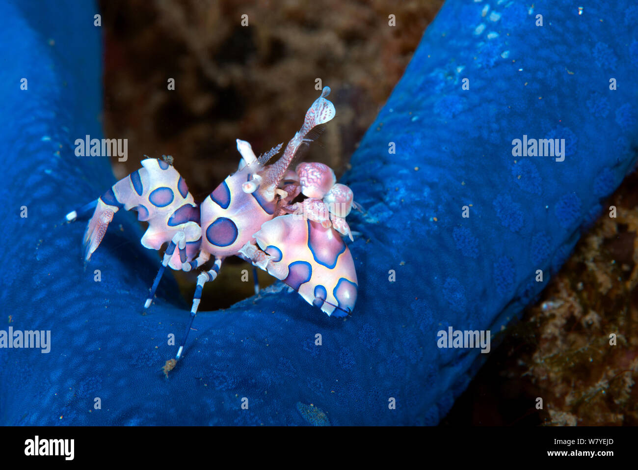 Crevette arlequin (Hymenocera elegans) avec sa proie (étoile de mer bleue Linckia laevigata) Détroit de Lembeh, au nord de Sulawesi, Indonésie. Banque D'Images