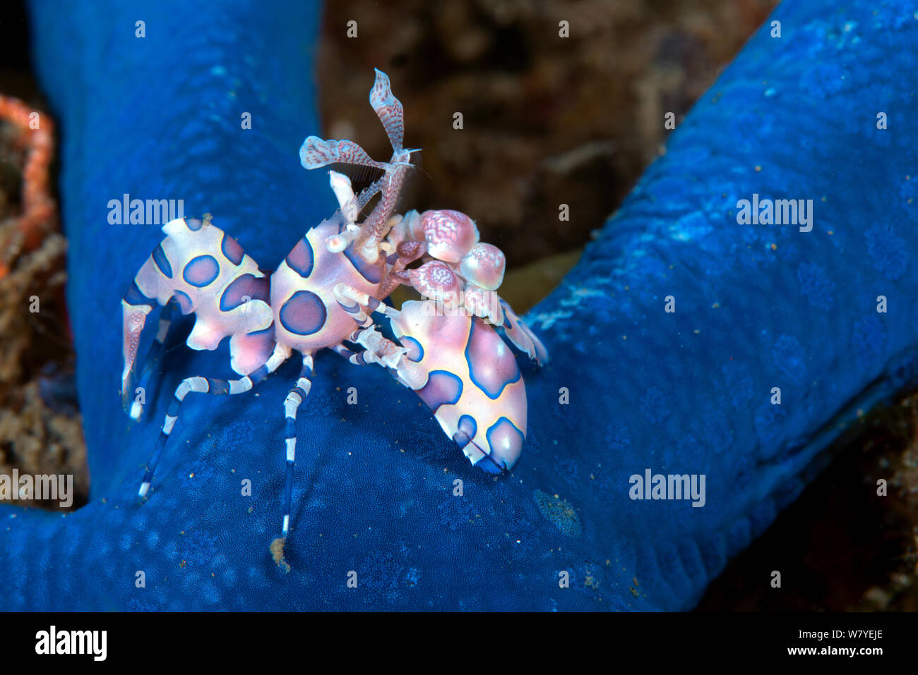 Crevette arlequin (Hymenocera elegans) avec sa proie (étoile de mer bleue Linckia laevigata) Détroit de Lembeh, au nord de Sulawesi, Indonésie. Banque D'Images