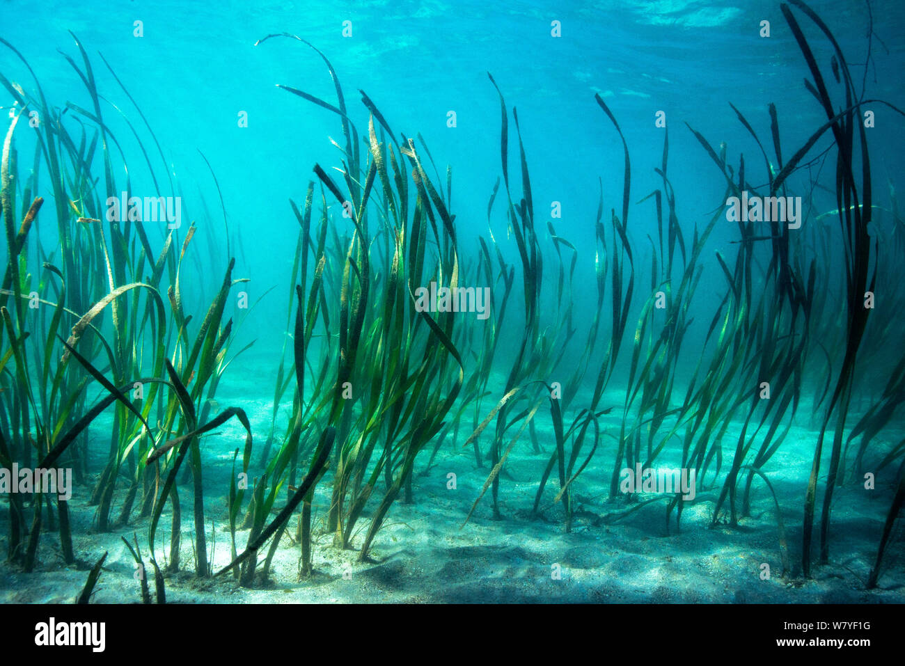 L'herbe de la mer / la zostère (Enhalus acoroides) Détroit de Lembeh, Sulawesi, Indonésie. Banque D'Images