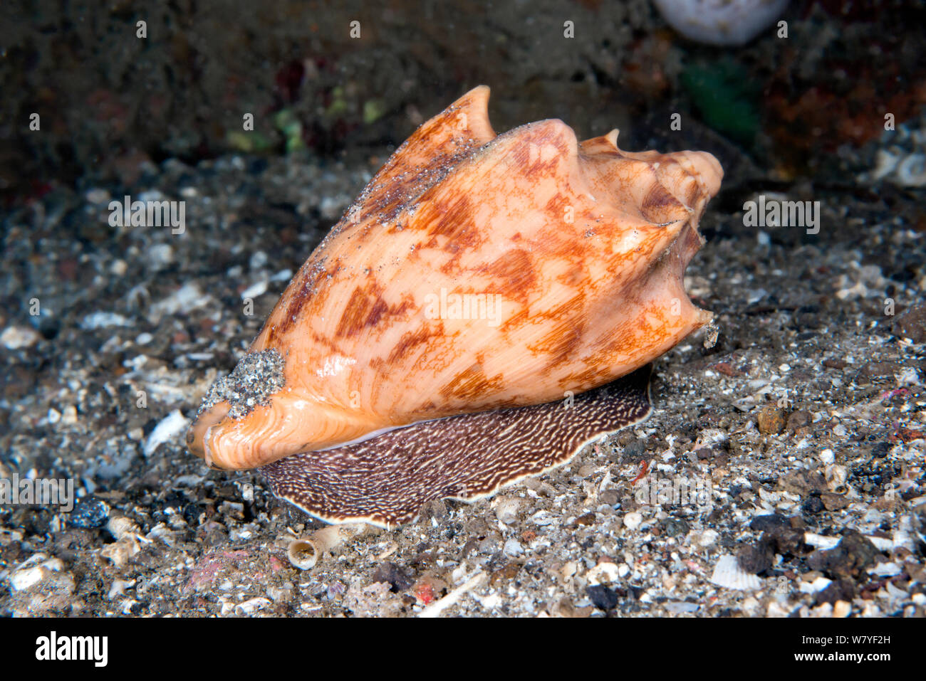 Escargot de mer prédateur volute bat (Cymbiola vespertilio) Détroit de Lembeh, au nord de Sulawesi, Indonésie. Banque D'Images