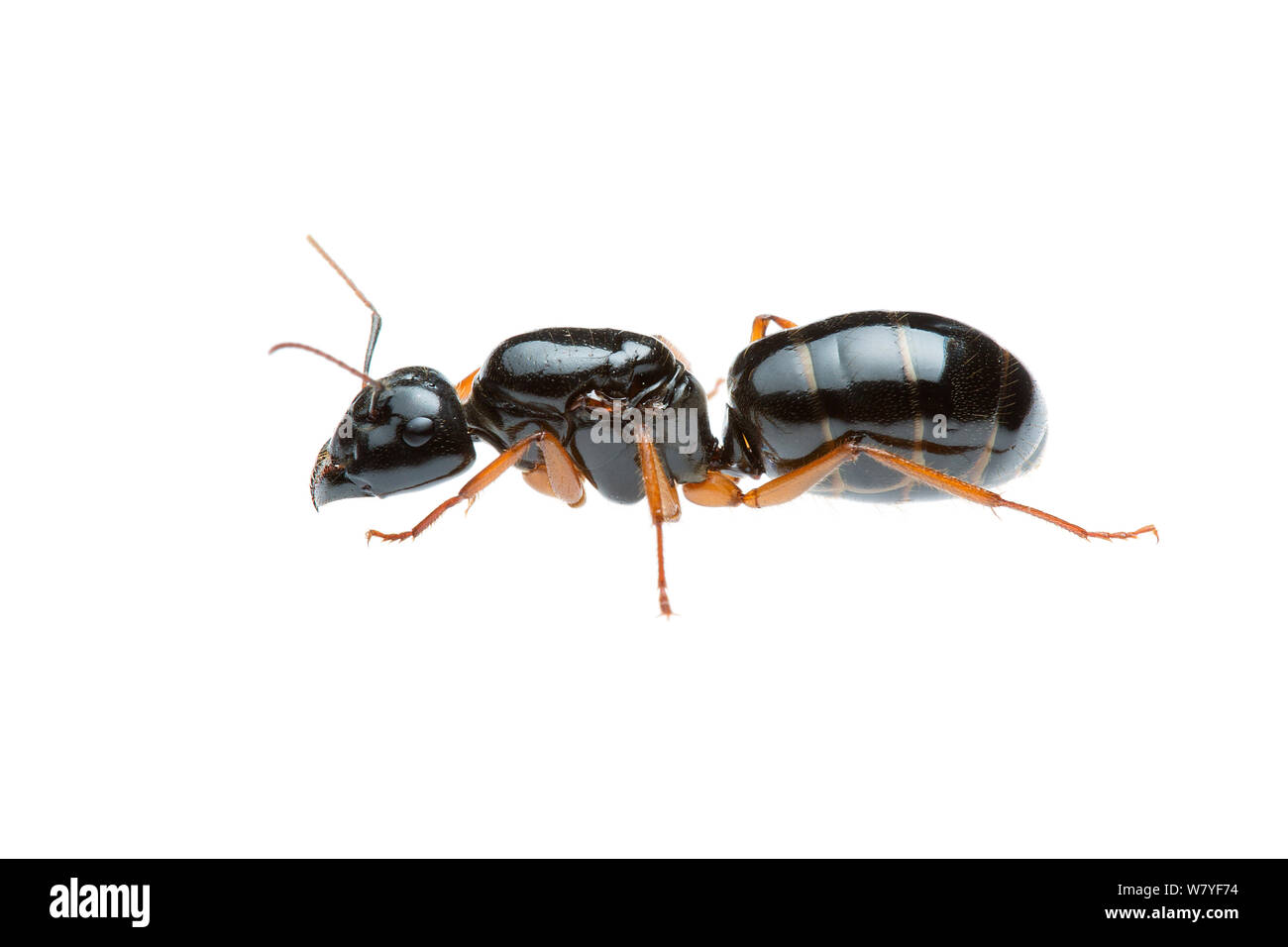 Le sucre de l'Ouest (fourmi Camponotus prostans Badgingara), Queen, l'ouest de l'Australie. meetyourneighbors.net project Banque D'Images