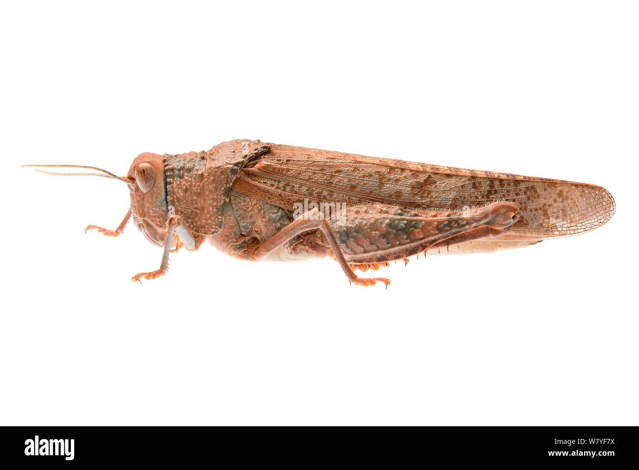 Toadhopper Buforania (sauterelle rufa), l'ouest de l'Australie. meetyourneighbors.net project Banque D'Images