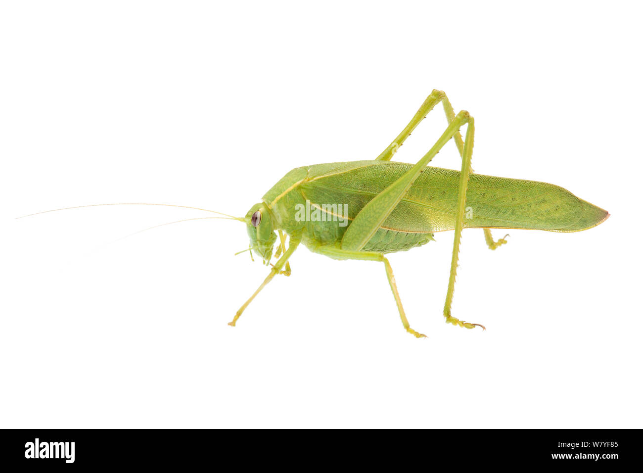 Bush Katydid (Caedicia sp), l'ouest de l'Australie. meetyourneighbors.net project Banque D'Images