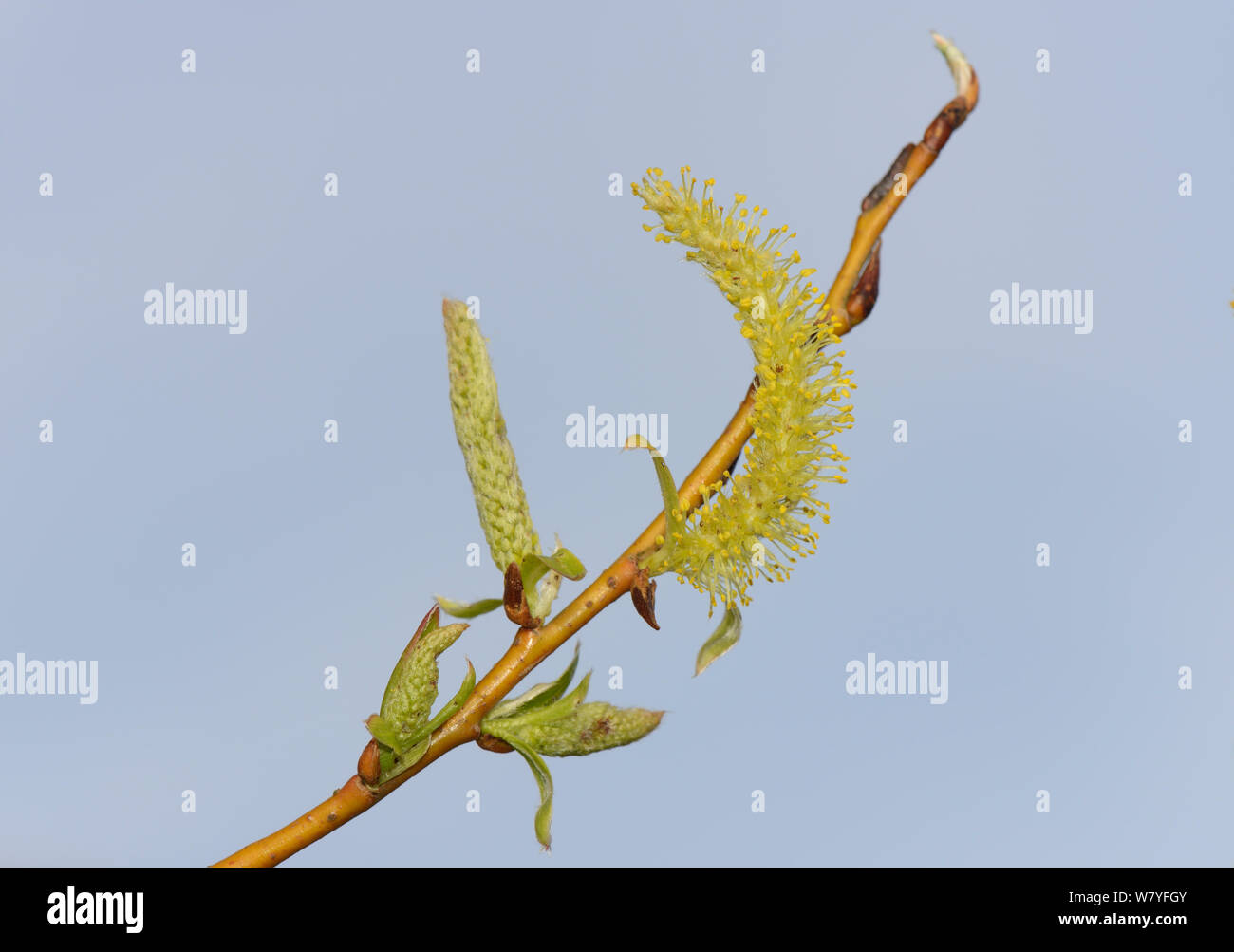 Golden saule pleureur (Salix x sepulcralis) chatons, Wiltshire, UK, avril. Banque D'Images