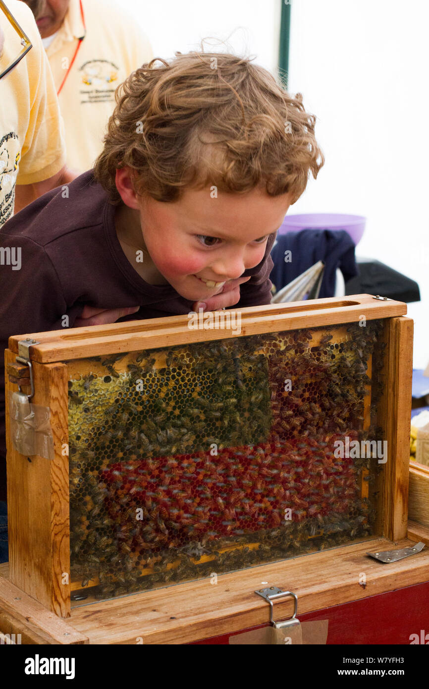 À la recherche d'enfants à abeilles domestiques (Apis mellifera) travaillant en nid d'hive, Gwent apiculteurs, de l'Agriculture et de l'Usk, Gwent, au Pays de Galles, Royaume-Uni. Septembre 2014. Banque D'Images