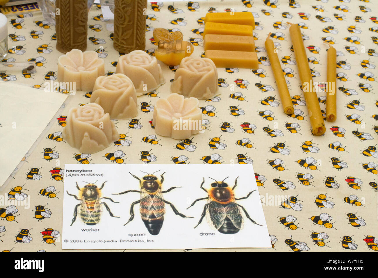 Diagrammes des abeilles domestiques (Apis mellifera) avec la cire produits utilisés comme accessoires d'éducation au salon de l'agriculture. Association des apiculteurs Gwent stand au salon de l'agriculture, de l''Usk Gwent, au Pays de Galles, Royaume-Uni. Septembre 2014. Banque D'Images