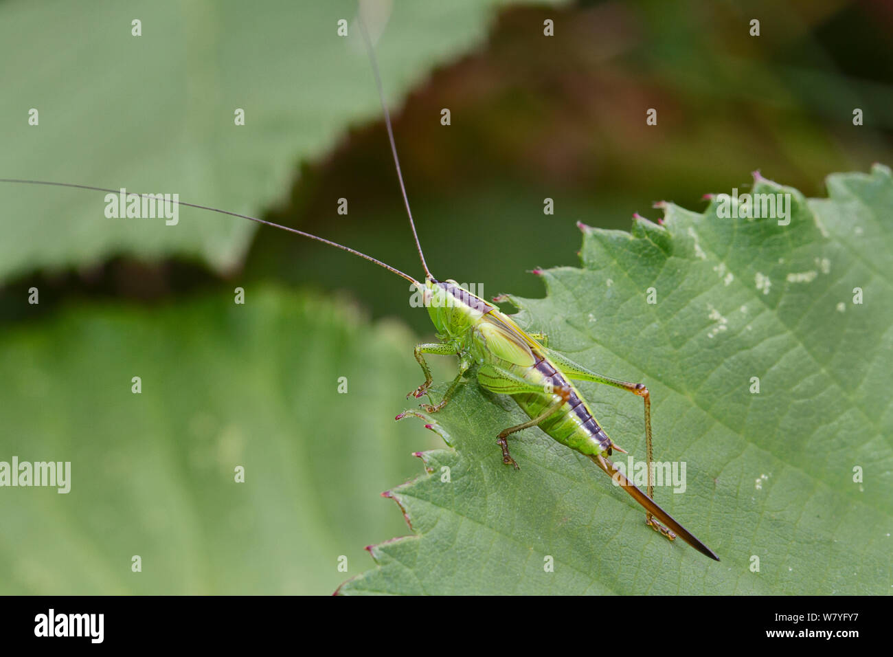 Court-winged conehead (Conocephalus dorsalis), femelle Brockley cimetière, Lewisham, sud-est de Londres, Angleterre, Royaume-Uni, août. Banque D'Images
