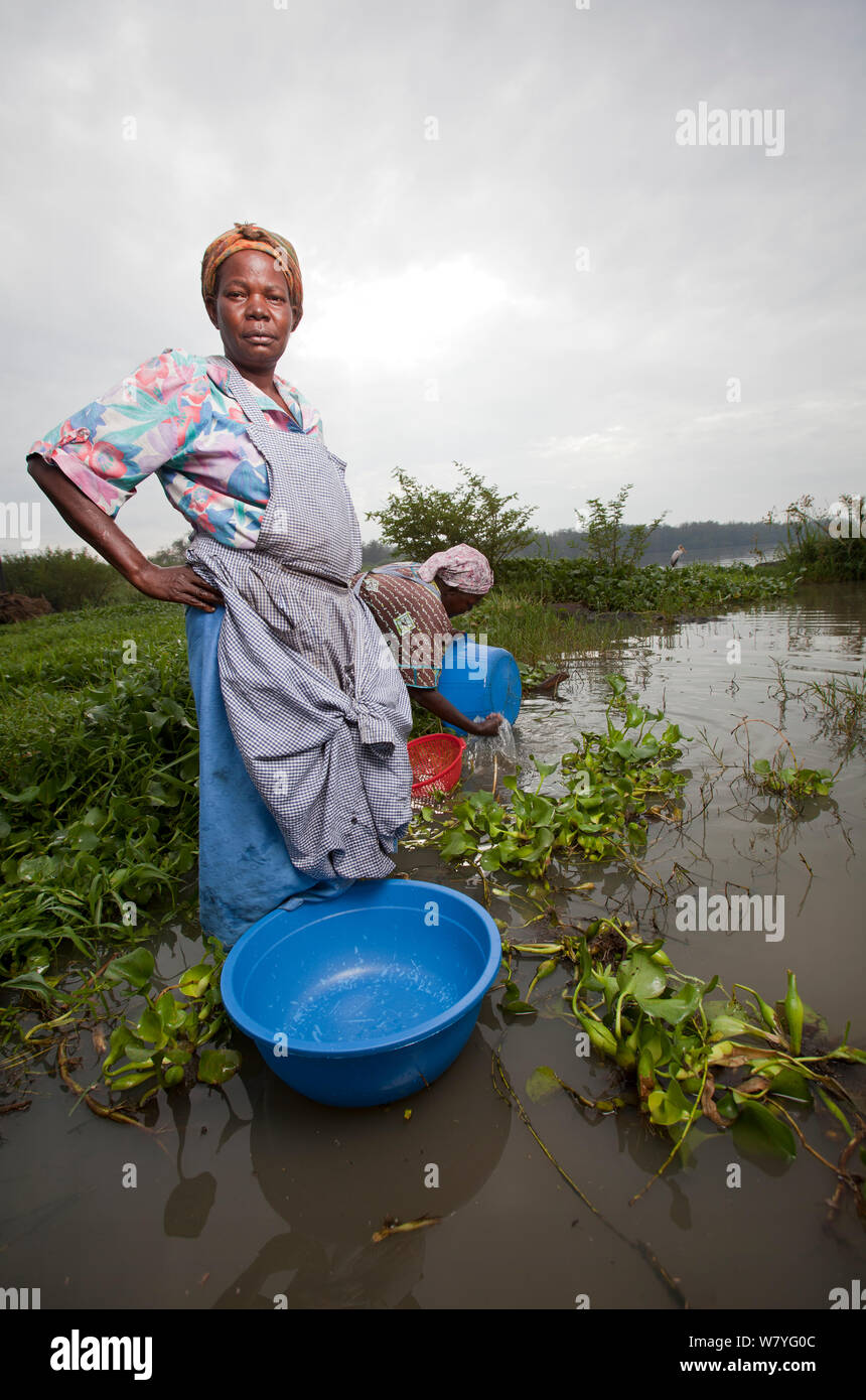 Les femmes avec lave-verres à gué à rejoindre le lac de garde au-delà des espèces envahissantes jacinthe d'eau (Eichhornia crassipes) de la région de Kisumu, Lac Victoria, Kenya, décembre 2013. Banque D'Images