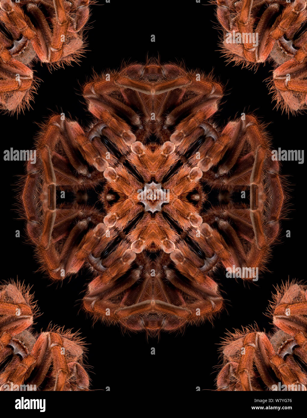 Motif kaléidoscope formé à partir de photo du Brésilien Pinkbloom (Pamphobeteus platyomma tarentule). 1499518 pour voir l'original. NAT GEO POUR SOUS EMBARGO JUSQU'À la fin de 2015 Banque D'Images