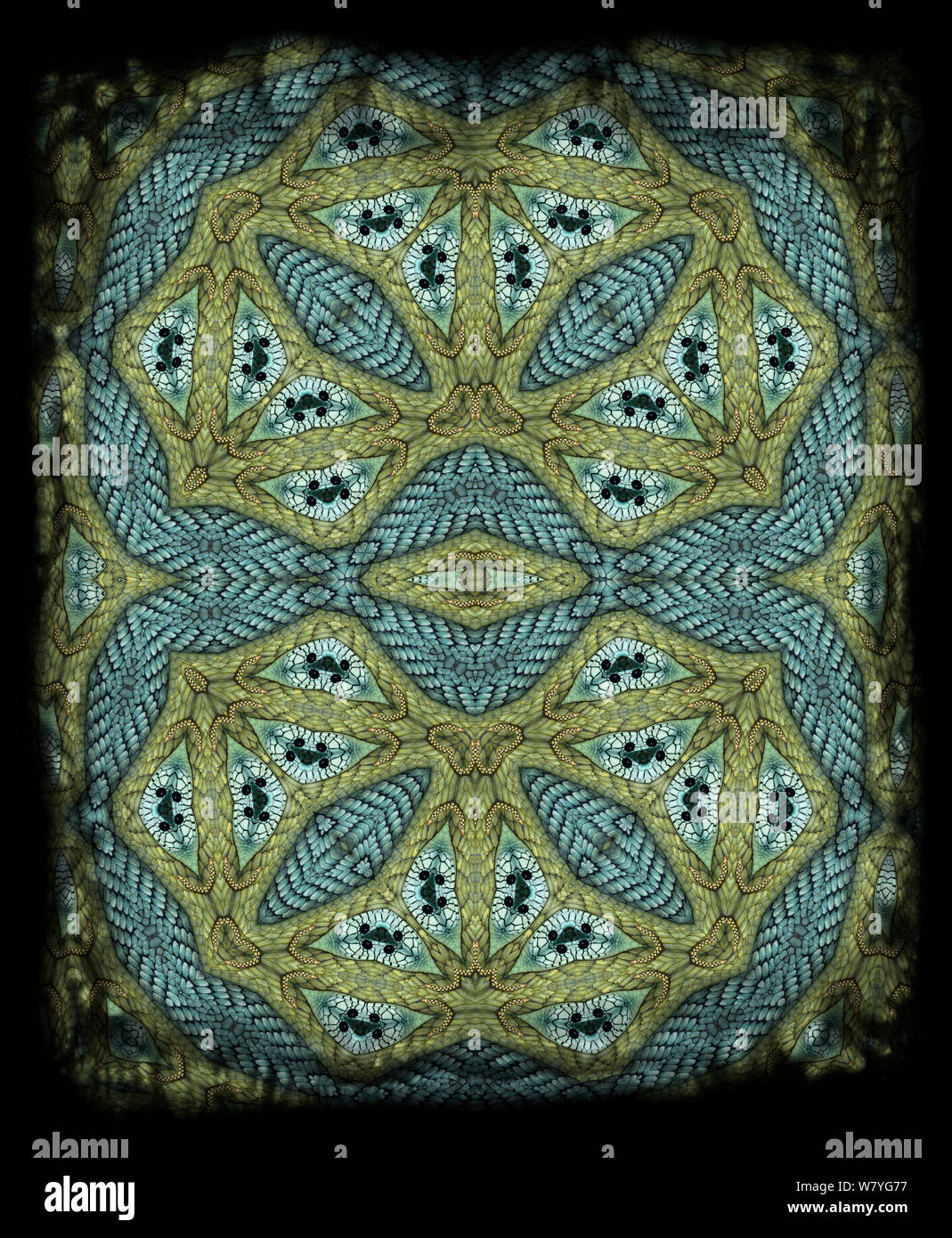 Kaléidoscope image formée à partir de la photographie de Western green mamba (Dendroapsis viridis). NAT GEO POUR SOUS EMBARGO JUSQU'À la fin de 2015 Banque D'Images