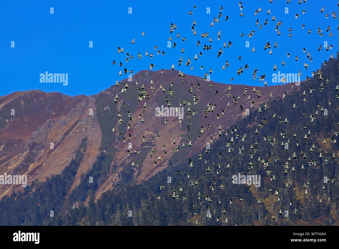 Derby&# 39;s (Psittacula derbiana parakeet) troupeau en vol, la montagne Kawakarpo, Meri Snow Mountain National Park, province du Yunnan, Chine, octobre 2009. Banque D'Images