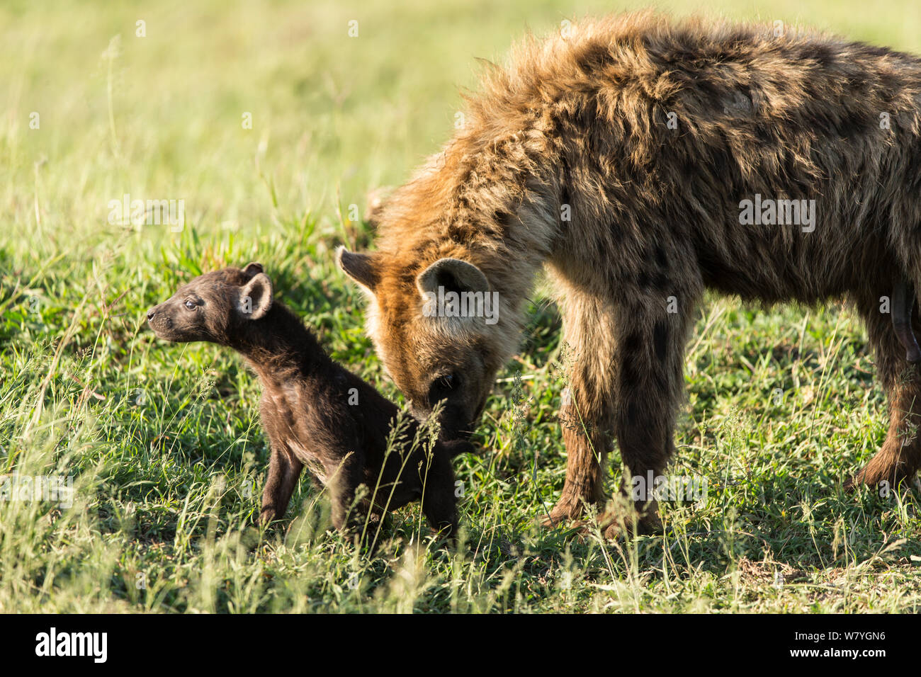 L'Hyène tachetée (Crocuta crocuta) des profils avec pup, près de den, Masai Mara, Kenya, octobre. Banque D'Images