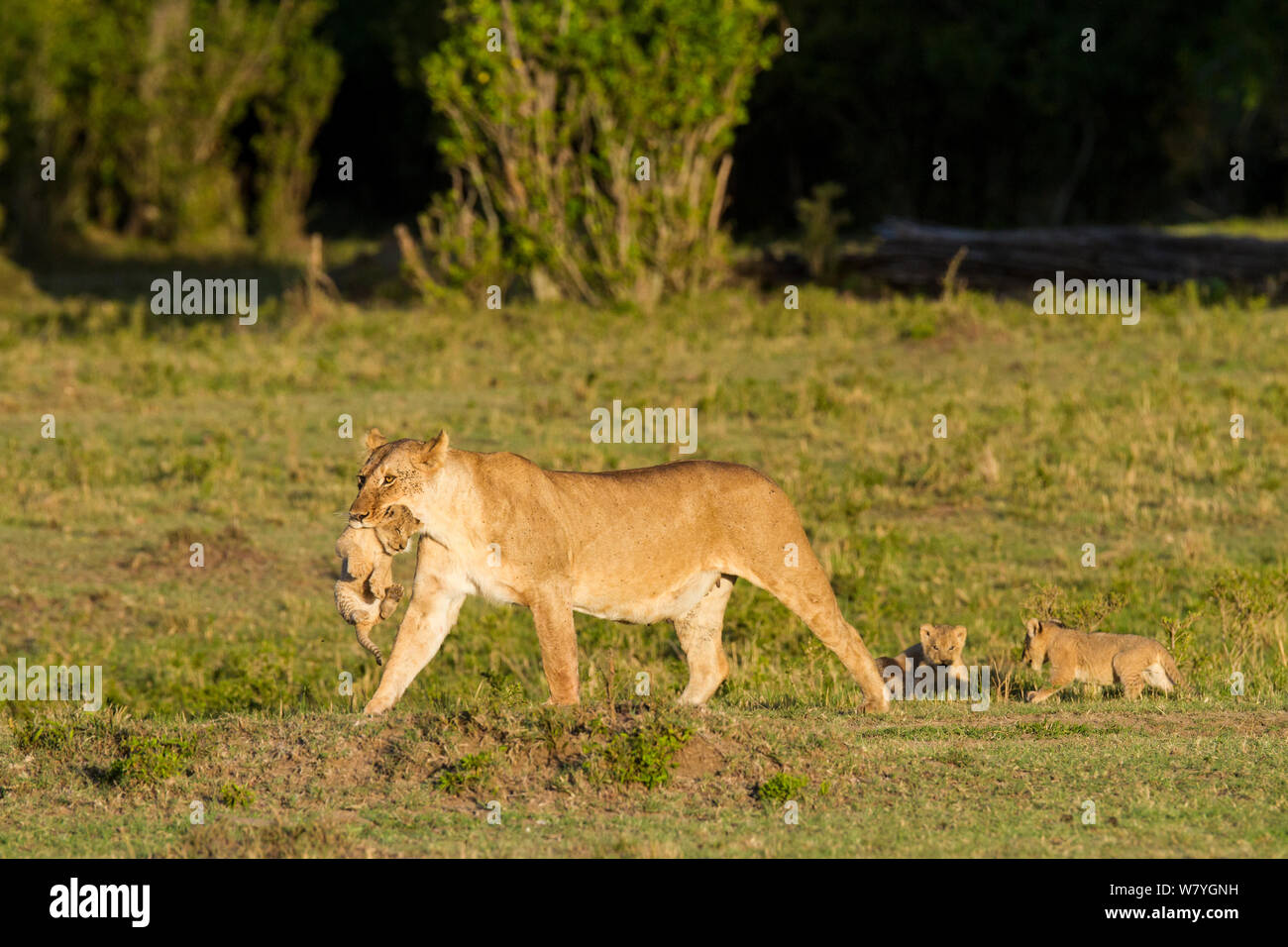 Lioness (Panthera leo) cub, réserve Masai Mara, Kenya, septembre. Banque D'Images