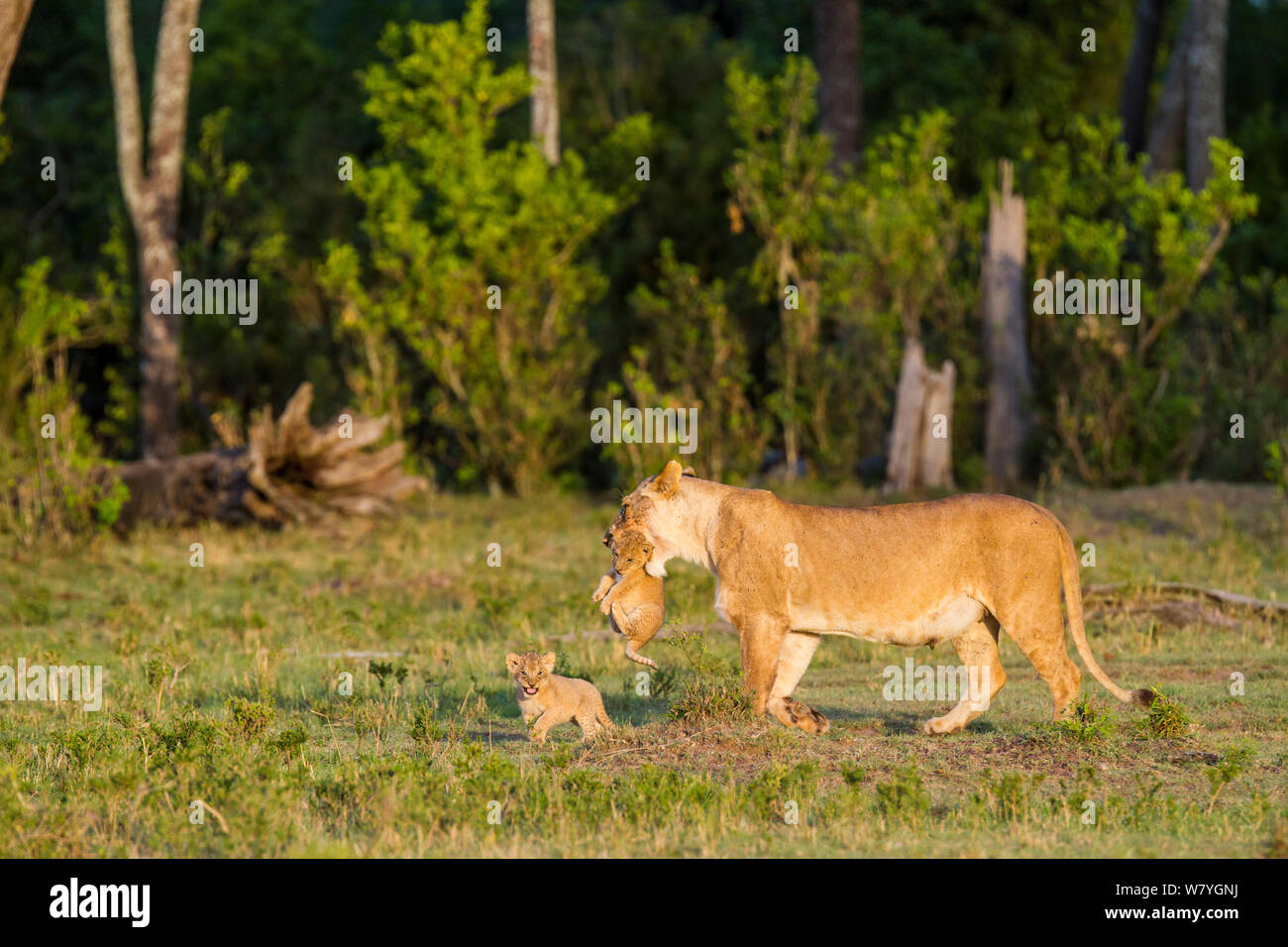 Lioness (Panthera leo) cub, réserve Masai Mara, Kenya, septembre. Banque D'Images